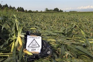 Contaminated corn field. (AP Images)